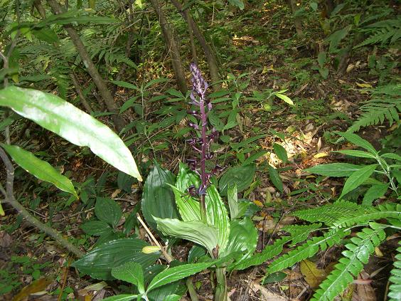 野生兰--大花羊耳蒜